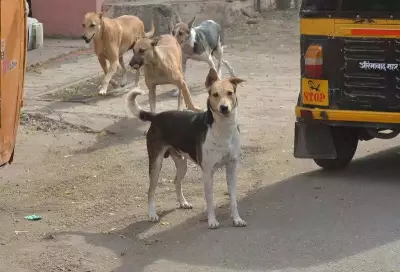 Activists Distribute Food for Relocated Stray Dogs in Chhatrapati Sambhajinagar