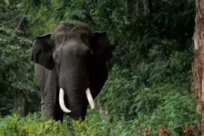 AI Elephant Detection System on Kerala-TN Rail Stretch Faces Delays Despite Installation