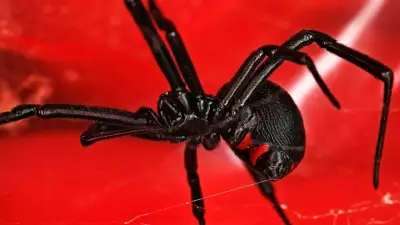 Alaska's Unique Status: The Only US State Without Deadly Black Widow Spiders