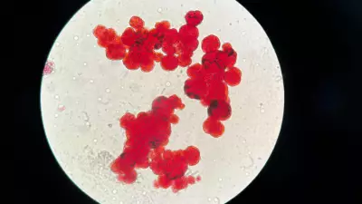 Ancient Sheep DNA Reveals 4,000-Year-Old Plague Origins, Shedding Light on Early Pandemics