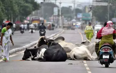 Andhra Pradesh Launches Statewide Free FMD Vaccination Drive for Cattle and Buffaloes