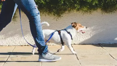 Bengaluru Dog Walk Dispute Escalates into Physical Altercation, FIRs Filed