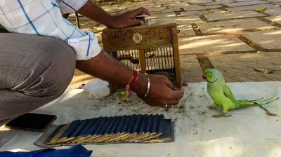 Bengaluru IT Official Duped of Rs 35 Lakh by 'Parrot Astrologer' in Fake Ritual Scam