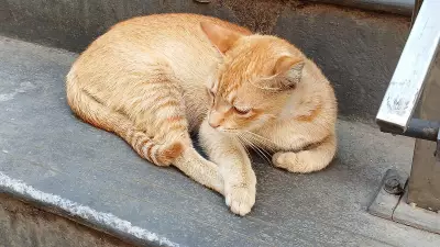 Bengaluru's Cats Get Geo-Tagged in 'Hello Kitty City' Initiative