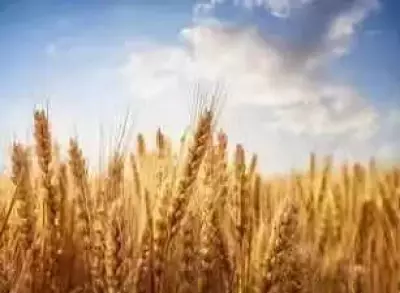 BHU-IIT Team Develops Green Nanotech to Boost Wheat Disease Resistance