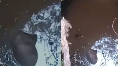 Black Panther Rescued from Deep Well in Ratnagiri After Dramatic Operation