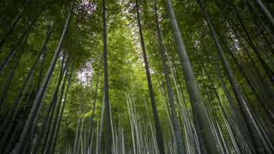 Brazil Unveils 2035 Climate Plan, Targets 67% Emissions Cut with Forest Protection