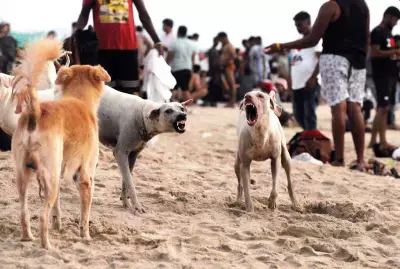 Canine Distemper Outbreak Threatens Goa's Rabies-Controlled Status