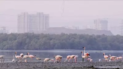 Centre Directs Maharashtra to Tackle Toxic Crisis in Navi Mumbai Flamingo Habitats