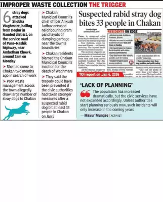 Chakan Stray Dog Attack: Activists Blame Civic Inaction for Woman's Death