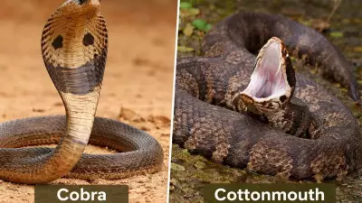 Cobra vs Cottonmouth: A Comparative Analysis of Two Feared Venomous Snakes