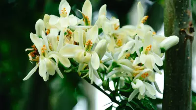 Cultivate Moringa at Home: A Complete Guide to Growing the Superfood Tree