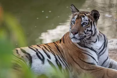 Delhi Zoo's White Tigress Swap: Injured Sibling to Go to Patna Instead