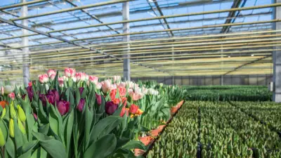 Dutch Tulip Greenhouses Use Bitcoin Mining Heat to Replace Fossil Fuels