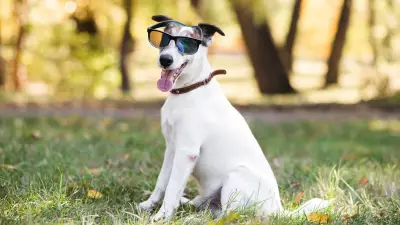 Essential Summer Survival Guide for Pets in India: Beat the Heat