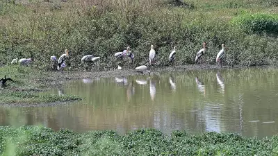 Experts Condemn Karnataka's New Lake Buffer Regulation as Unscientific