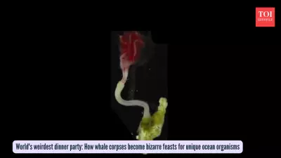 From Giants to Gardens: How Whale Corpses Create Bizarre Deep-Sea Ecosystems