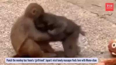 From Lonely to Loved: Viral Baby Macaque Punch Finds Joy with New Friend Momo-chan
