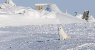 Global Photo Highlights: Gangaur Festival, Kashmir Fields, Canadian Blizzard
