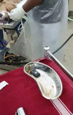 Golden Retriever Saved in Kolkata After Swallowing Car Key in Jamshedpur