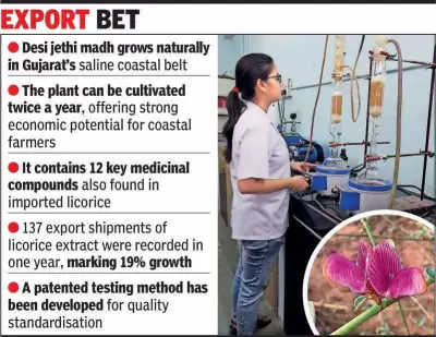 Gujarat's Salt-Tolerant Jethi Madh Could Transform India's Licorice Export Industry