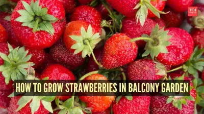 How to Grow Strawberries in Your Balcony Garden: A Complete Guide