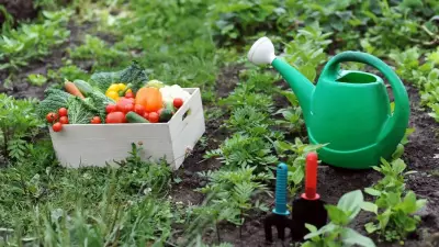 How to Start a Kitchen Garden in Limited Space: A Complete Guide for Urban Dwellers