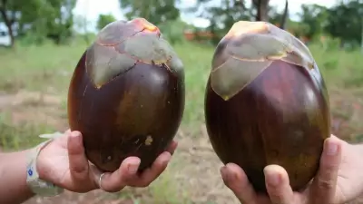 Ice Apple: India's Summer Superfruit and 5 Refreshing Tadgola Recipes