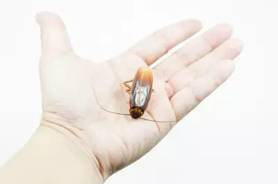 Indian Scientists Uncover New Cockroach Species Using DNA Tech in Maharashtra