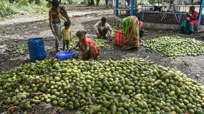 Karnataka Mango Growers Target US and UK Amid Middle East Export Uncertainty