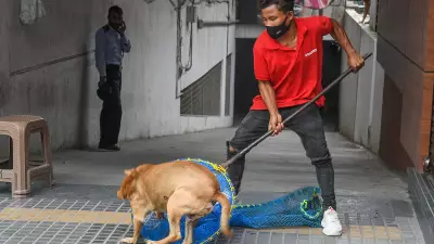 Karnataka Sees Alarming Rise in Rabies Deaths Despite New Government Action Plan