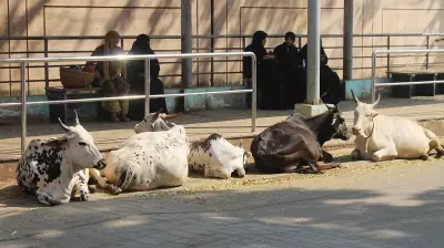 Karnataka's Cow Shelters: Fanfare Launch Fails to Translate into Full Utilization