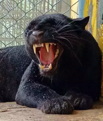 Kolhapur Forest Team Rescues Black Panther from 40-Foot Well in 36-Hour Operation