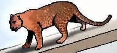 Leopard Sighting Sparks Panic in Kalaburagi Village After Dog Attack