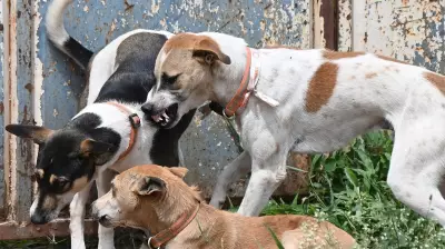 Lokayukta Urges Bengaluru to Strengthen Measures Against Dog Bite Incidents