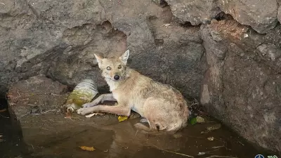 Maharashtra Forest Department Rescues Jackal from 15-Foot Well in 1.5-Hour Operation