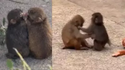 Monkey Punch's Playful Plushie Moment Interrupted by Jealous Primate