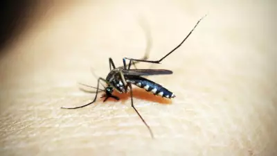Mosquito Gut Research Reveals Why Some Bites Cause Deadly Infections