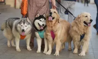 Mumbai BMC Animal Hospital Launches Eco-Friendly Incinerator for Pet Cremation