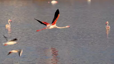 Mumbai's Flamingo Haven Awaits Protection as Migration Lags, Wetland Under Strain