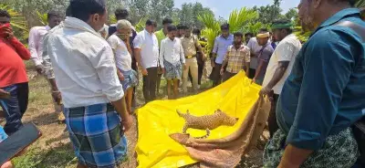 Mysterious Leopard Deaths in Shivamogga Spark Habitat and Poisoning Concerns