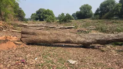 Mysuru Police Arrest One for Illegal Felling of 46 Trees, Hunt for Others Continues
