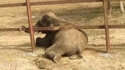 Mysuru Tusker Trapped Under Railway Barricade, Rescued Unharmed in Hunsur