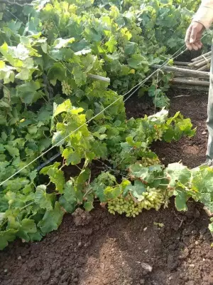 Nashik Crops Damaged by Unseasonal Heavy Rainfall, Over 248 Hectares Affected