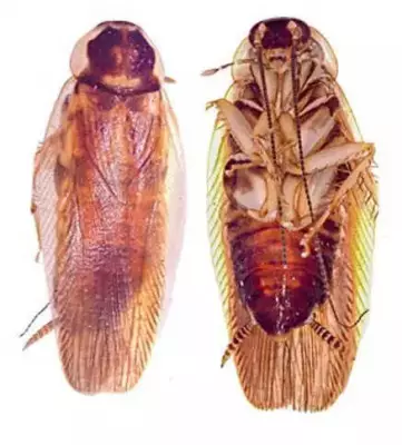New Cockroach Species Discovered in Pune Using Advanced DNA Techniques