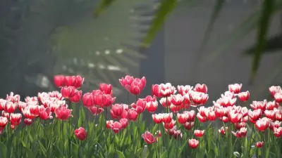 New Delhi's Stunning Tulip Festival Transformation: A City in Full Bloom