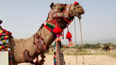 Oman Disqualifies 20 Camels for Botox, Fillers in Beauty Pageant Scandal