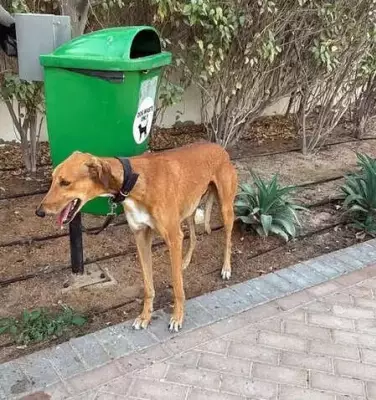 Pet Boom in India: Status Symbol or True Companionship?