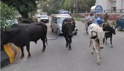 Punjab's Stray Cattle Crisis Intensifies Amid Cow Cess Fund Scrutiny