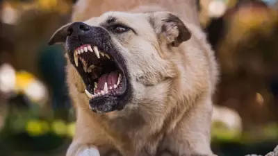 Rabies Deaths Surge Across India: A Preventable Crisis in Villages, Towns, and Cities